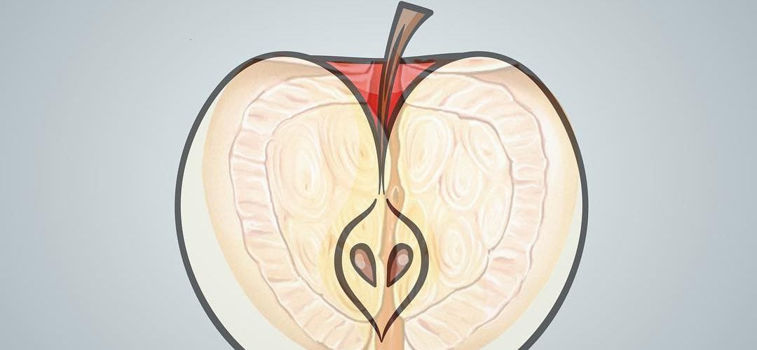 Qual a função da Próstata